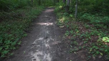 Dolambaçlı bir orman yolu uzun ağaçlar ve canlı yaz yapraklarının arasından geçer. Sıcak ışıkta gölgelerle ve sakin ormanlık alanlarda hareketli bir yürüyüşle yakalanır..