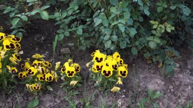 Pürüzsüz bir yakınlaştırma çekimi canlı Bahçe Pansy çiçeklerini yakalar. Geniş bir çiçek tarlasından, zarif sarı, renkli yaprakların ve yeşil yaprakların detaylı bir yakın çekimine geçiş..