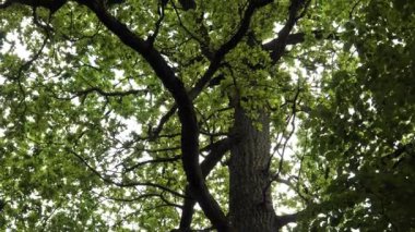 İç içe geçmiş dalları, taze yaprakları ve sakin bir orman atmosferini ortaya çıkaran büyük bir meşe ağacı dokuma gövdesinden yoğun yeşil bir yay gölgesine yükselir..