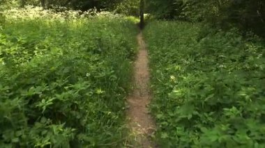 Aşırı büyümüş yaz çayır patikası boyunca hareketli bir yürüyüş, uzun otlar, kır çiçekleri ve kırsal bir yaya köprüsü, sıcak güneş ışığı, yere yakın nazik daldırıcı panoramik hareket.
