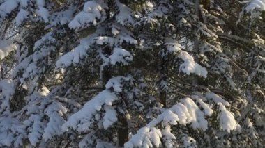 Yoğun karla kaplı ladin ağaçlarının sıcak güneş ışığıyla aydınlatılmış kış manzarası. Kalın ve parlak dallar, perspektif yukarıya doğru yükseldikçe sahneyi dolduruyor ve sakin ve canlı bir orman atmosferi yaratıyor..