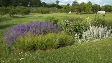 Büyük bir çiçek tarhı olan güneşli bir park bahçesi. Çiçekli mor lavantalar, süs otları ve gümüşi kuzunun kulakları renkli bir görüntü yaratır. Arka planda banklar ve meyve bahçesi var..