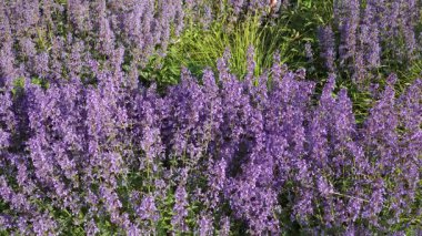 Genişleyen mor Nepeta grandiflora (Kafkasya Catmint) bitkileriyle dolu, canlı çiçekler ve yeşil sapların detaylı bir yakın çekimine doğru hareket eden, güneş ışığıyla aydınlanmış bir çiçek tarhının orta boy görüntüsünden başlayan bir yakınlaştırma görüntüsü.