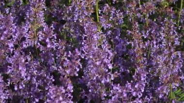 Çiçek açan Kafkasya Nanesi (Nepeta grandiflora), parlak mor-mavi çiçek başaklarıyla, güneşli bahçe yatağında hafifçe sallanır. Sığ derinlikteki yakın çekim görüntüsü tam çiçek kümelerini yakalar.