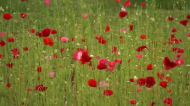 Canlı kırmızı ve pembe gelincikler, rüzgarlı bir günde yeşil saplar ve tomurcuklar arasında sallanıyor. Renkli çiçeklerle dolu parlak, canlı bir yaz sahnesi. Çayırlarda doğal bir esinti var..