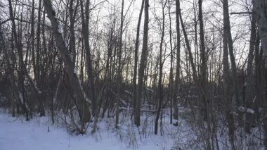 Çıplak yaprak döken ağaçlar karla kaplı bir kış ormanında duruyor. Yumuşak altın güneş ışığıyla yıkanmış. Soğuk, sessiz ve vahşi bir kış atmosferi bu dingin doğal orman manzarasını doldurur..