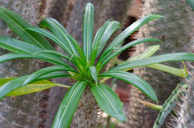 Pachypodium Lamerei Madagaskar Palm da Yumru Ayak olarak bilinir.