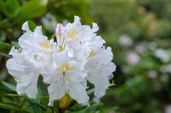 Witte Rododendron Bloem Close — Stockfoto