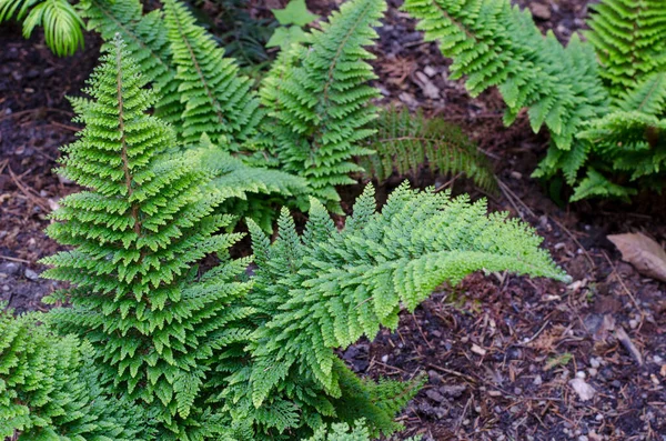 Paproć Miękkiej Tarczy Polystichum Setiferum Mięczak Zwyczajny — Zdjęcie stockowe