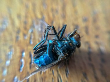 Yazın Botanik 'te Pembe Peony 