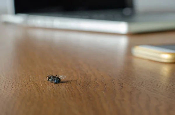 Tote Trockenfliege Auf Dem Holztisch Gegen Verschwommenen Laptop Und Mobi — Stockfoto