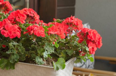 Pelargonuim 'i plastik bir kaba koyup balkona yerleştir.. 