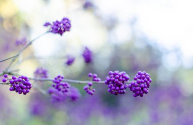 Callicarpa bodinieri üzümleri sonbaharda. Yaklaş Seçici Odaklanma. Kopyalama alanı 