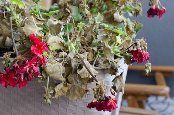 Halbtote Und Geschrumpfte Pflanze Pelargonuim Plastiktopf Auf Dem Balkon — Stockfoto