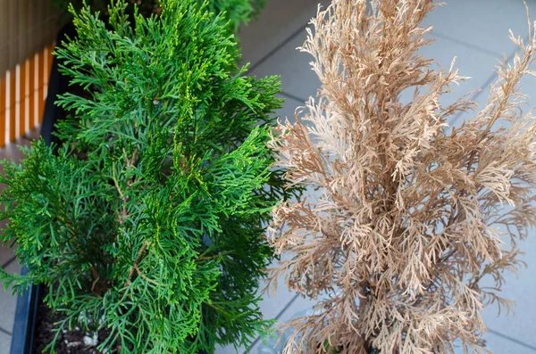 Groen Geel Dood Gedroogde Thuja Het Balkon — Stockfoto