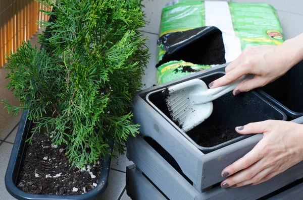 Mujer Jardinero Trasplantando Árbol Thuja Una Nueva Maceta Madera —  Fotos de Stock