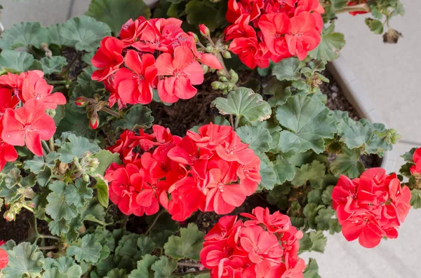 Pelargonuim Einem Plastiktopf Auf Dem Balkon Pflanzen Ansicht Von Oben — Stockfoto