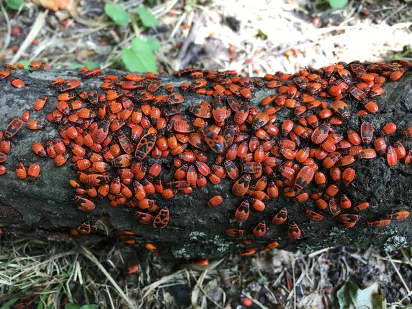 Colonia Bichos Fuego Pyrrhocoris Apterus Tronco — Foto de Stock