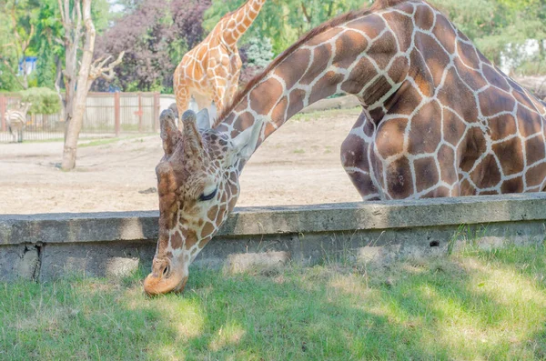 Giraffe Eating Green Grass Zoo Summer Close — Stock Photo, Image