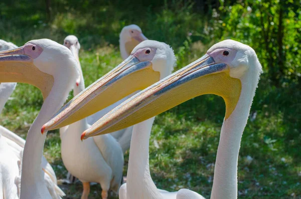 Grandes Pelícanos Blancos Zoológico Wroclaw Verano Día Soleado Wrocl — Foto de Stock