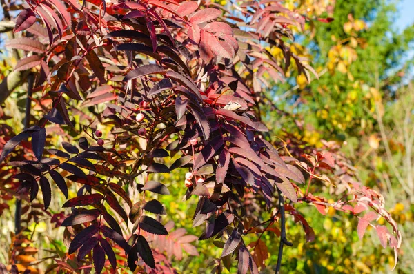 Sorbus Arnoldiana Coral Rosa — Fotografia de Stock