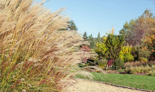 Miscanthus Sinensis Cute One Jardín Botánico Polonia —  Fotos de Stock