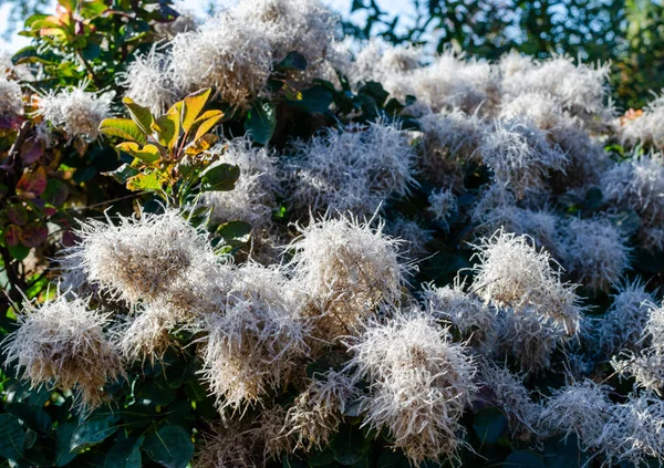 Continus Coggygria Lisjo Blommar Höst Polen — Stockfoto