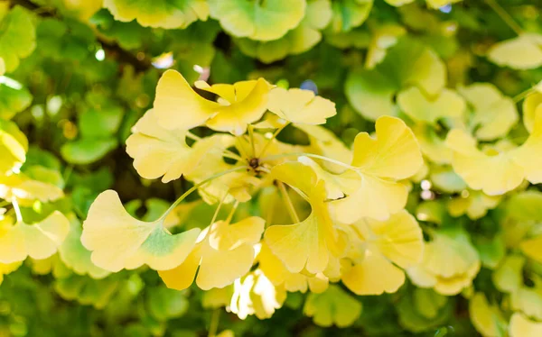 Gingko Biloba Mariken Plantkunde Herfst Close Van Mooie Gele Bladeren — Stockfoto