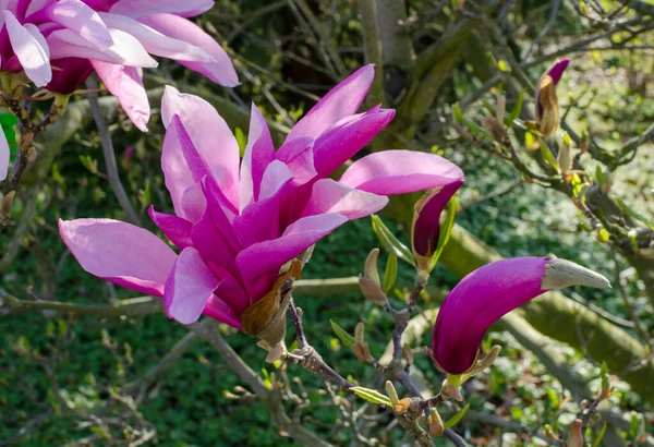 ポーランドの植物園のピンク マグノリア Betty — ストック写真
