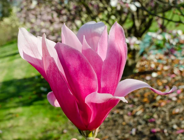 マグノリア スペクトル ピンクの花 — ストック写真