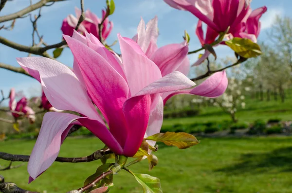 Magnolia Spectrum Różowy Kwiat — Zdjęcie stockowe
