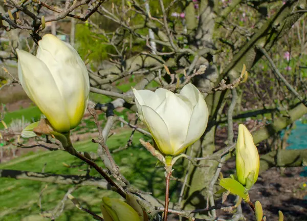 Magnolia Denudata Rivière Jaune — Photo