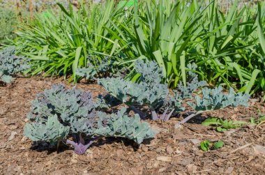 Amsterdam, Hollanda - Mayıs 03 2019. Ev teknesi. Amsterdam 'da su üstünde yaşamak.
