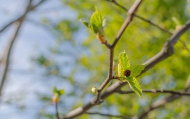 Davidia, güvercin ağacı, mendil ağacı....