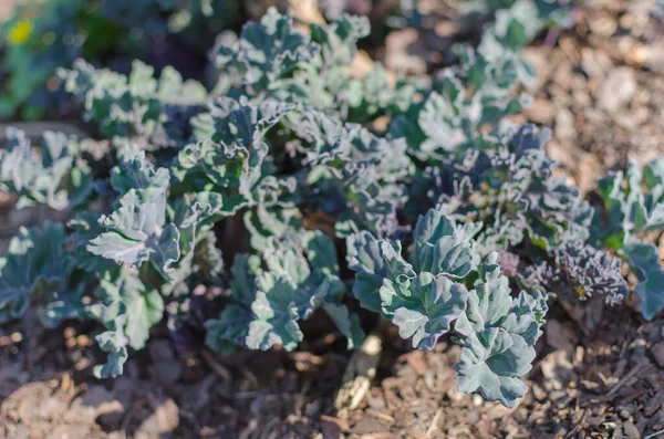 Amsterdam, Hollanda - Mayıs 03 2019. Ev teknesi. Amsterdam 'da su üstünde yaşamak.