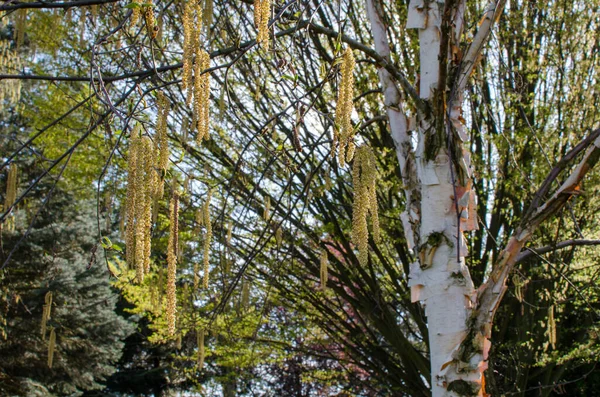 Chinese White Birch Tree Betula Albosinensis Fascination — Stock Photo, Image