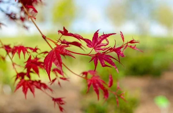 Branches Acer Palmatum Beni Maico Gros Plan — Photo