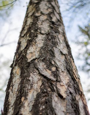 Avrupa tarlakuşu (larix decidua) kabuğu. Kapat..