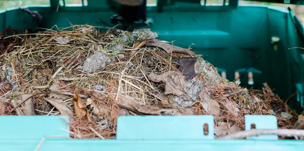 Şişe fırçası Buckeye (Aesculus parviflora) yeşil ve mor yapraklardan oluşan yakın çekim
