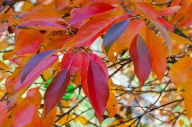 Bright red and orange autumn leaves of a Tupelo or Black Gum Tree (Nyssa sylvatica) in a botany in Poland. clipart