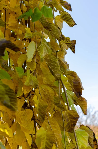 Mûrier Pleureur Morus Alba Pendula Automne Avec Des Feuilles Vertes — Photo