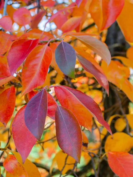 Feuilles Automne Rouge Vif Orange Tupelo Gommier Noir Nyssa Sylvatica — Photo