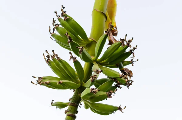 Bananes Vertes Sur Arbre — Photo