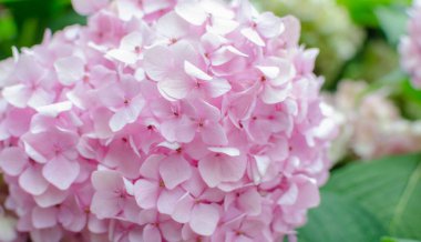 Bahçedeki yeşil yapraklara karşı pembe ortanca. Makro. Çiçek arka planı