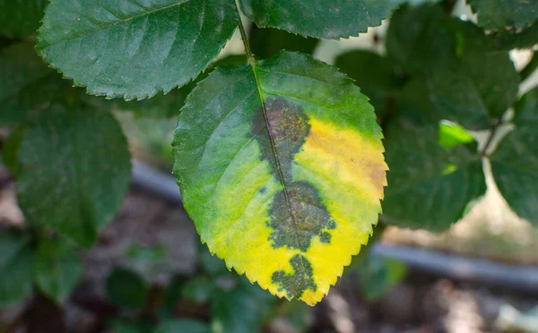 Rostsvamp Orsakad Phragmidium Svamp Påverkar Rosenblad Närbild — Stockfoto