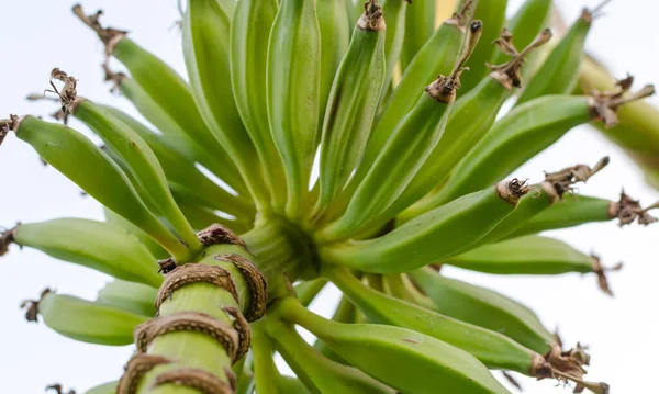 Ett Gäng Gröna Bananer Bananträdet Närbild — Stockfoto