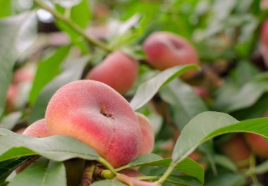 Satürn şeftali ve yeşil yapraklı bir dala yakın çekim.