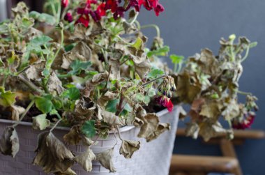 Yarı ölü ve kurumuş Pelargonuim bitkisi, balkonda plastik bir tencerede. İlgisiz, susuz, güneşsiz bitkiler..