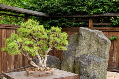 Bonsai çamı / ardıç ağacı Japon bahçesindeki büyük taşın yanında.