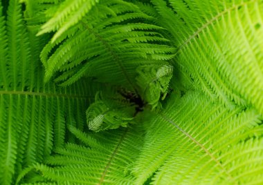 Matteuccia struthiopteris (aspidiaceae). Üst görünüm, seçici odak